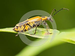 Pennsylvania Leatherwing Beetle
