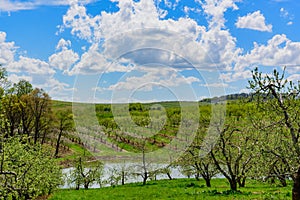 Pennsylvania orchards under a spring sky filled with white clouds