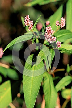 Pennsylvania Smartweed    33826