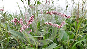 Pennsylvania smartweed flowers in india, pink color Persicaria pensylvanica flowers in the India, flowers in the wild. photo