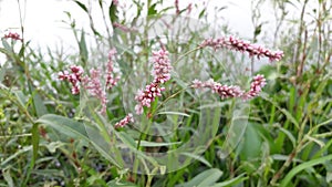 Pennsylvania smartweed flowers in india, pink color Persicaria pensylvanica flowers in the India, flowers in the wild. photo