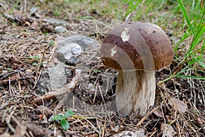 Penny bun Boletus mushroom