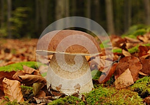 Penny bun fungus (Boletus edulis)