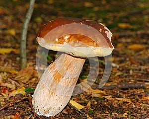 Penny Bun Fungus - Boletus Edulis - On A Deciduous Woodland Floor