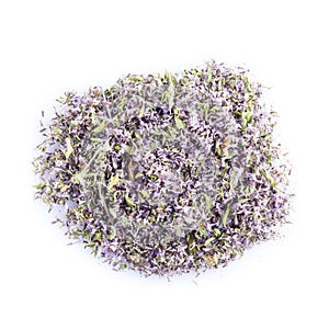 Pennyroyal isolated on a white background