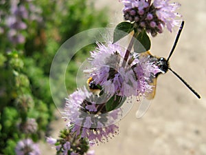 Pennyroyal  Mentha pulegium A bee.