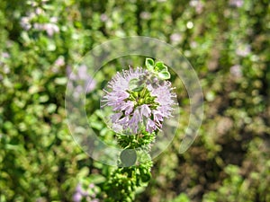 Pennyroyal  Mentha pulegium mountain mint. Closeup of medicinal plant on a blurred background