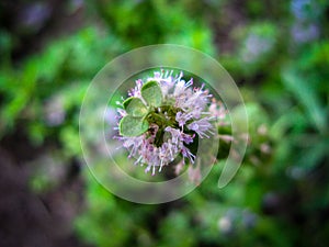 Pennyroyal  Mentha pulegium mountain mint. Closeup of medicinal plant on a blurred background
