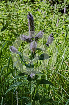 Pennyroyal or Mint Mentha pulegium, herbs, medicinal plant in glade, Vitosha, mountain