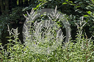 Pennyroyal or Mint Mentha pulegium, herbs, medicinal plant in glade, Vitosha, mountain