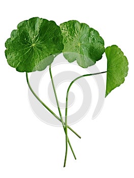 Pennywort