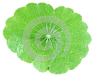 Pennywort Whole photo