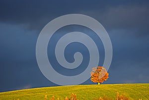 Penobsquis Lone Tree Red Dark Sky