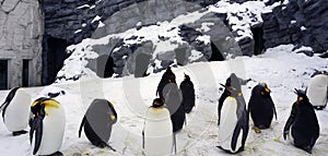 Penquin animal stand and sleep in winter snow