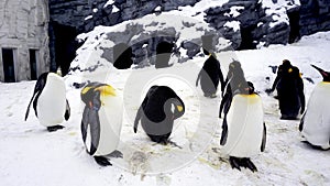 Penquin animal stand and sleep in winter snow