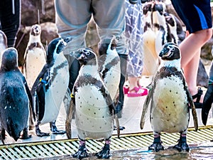 Penquin with friends close up standing show in side view in zoo thailand.