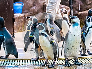 Penquin with friends close up standing show in side view in zoo thailand.