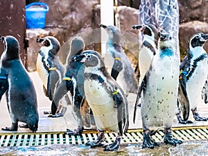 Penquin with friends close up standing show in side view in zoo thailand.