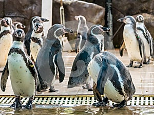 Penquin with friends close up standing show in side view in zoo thailand.