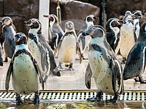 Penquin with friends close up standing show in side view in zoo thailand.