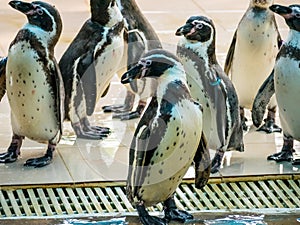 Penquin with friends close up standing show in side view in zoo thailand.