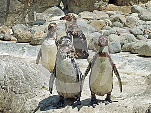 Penquins on rocks photo