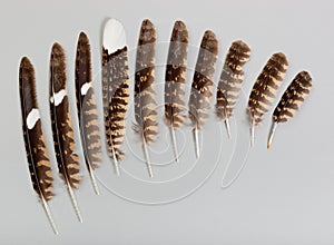 Pens of a European Nightjar, Goatsucker