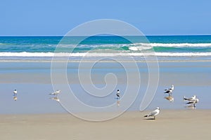 Pensacola Beach with sea gulls