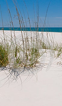 Pensacola sand dune