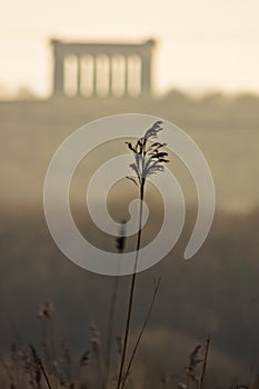 Penshaw Monument and Grass