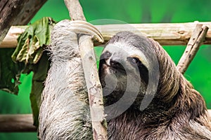 Penshurt, Costa Rica - Three-Toed Sloth in a Refuge in Costa Rica photo