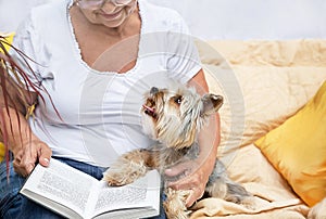 Pensioner and animal enjoying rest together. Senior woman hugging lovely Yorkshire terrier (York) dog. photo
