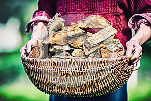 Pensioner farmer holding basket full of firewood. Man senior holding wood out of a basket to ignite the fireplace photo