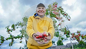Pensioner grandfather farmer holding in hands fresh apples group
