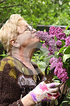 Pensioner woman in gloves with secator smell lilak flowers