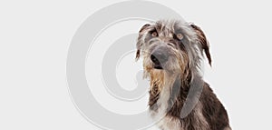 Pensive and attentive dog looking up. Isolated on gray background