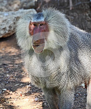 Pensive baboon posing for the audience