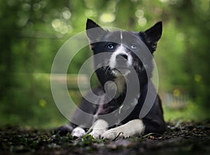 pensive blue-eyed Siberian Husky black suit