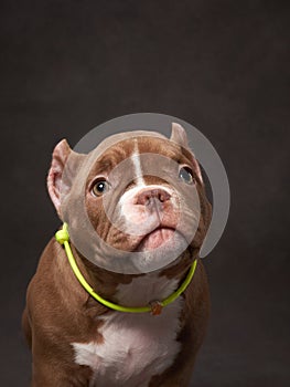 Pensive brown puppy with a neon collar photo