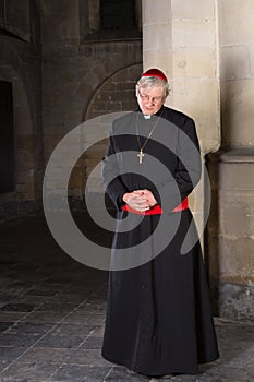 Pensive cardinal