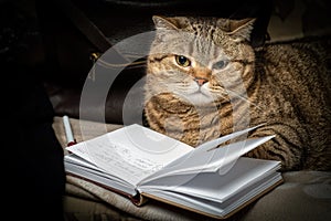 A pensive cat lies with an open diary and a pen on a dark background