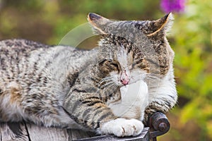 Pensive cat thinker pose paw at chin portrait meditative