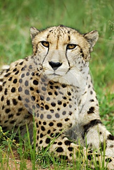 Pensive cheetah