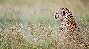 Pensive cheetah