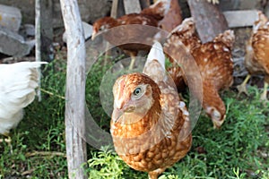 Pensive chicken