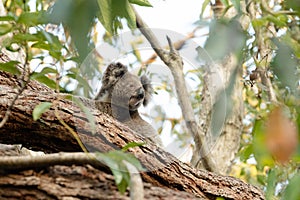 Pensive cute koala climbing eucalyptus tree