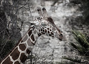 Pensive Giraffe with wistful look