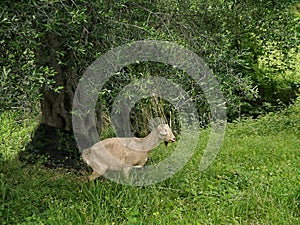 Pensive goat stood in olive grove