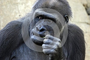 Pensive Gorilla