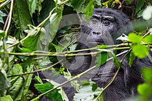 A pensive gorilla in the Impenetrable Forest